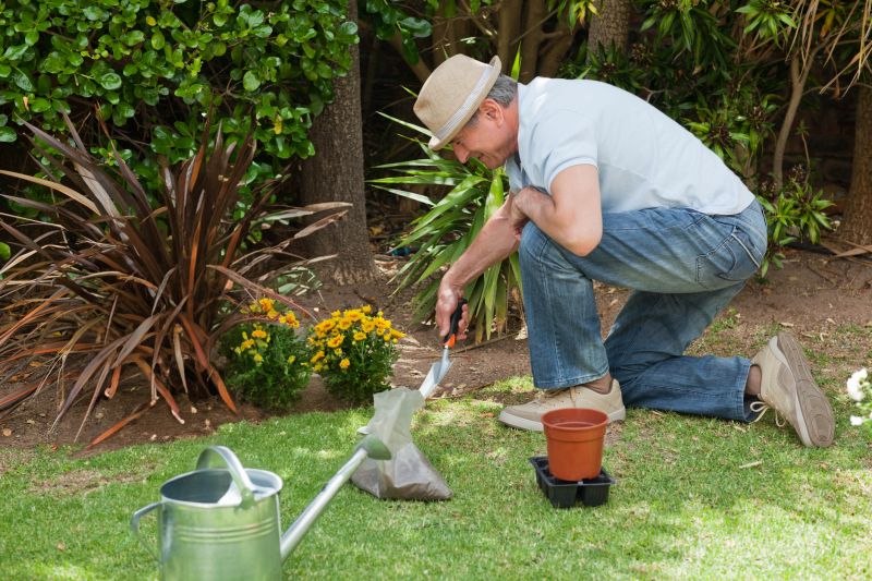 Chrysanthemum Planting