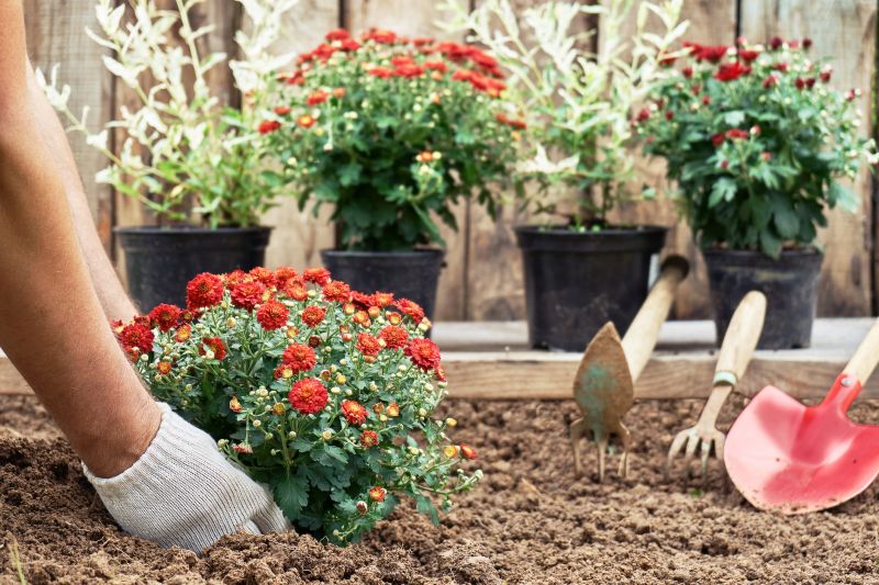 Chrysanthemum Planting
