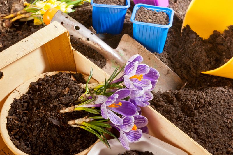Chrysanthemum Planting