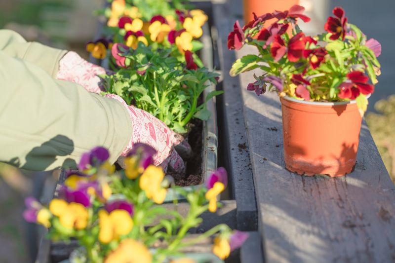 Chrysanthemum Planting Costs — Cost of Chrysanthemum Planting