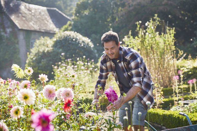 Chrysanthemum Planting