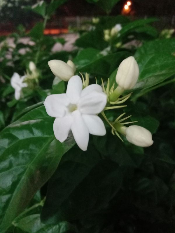Detailed Close-up of Blooming Plants