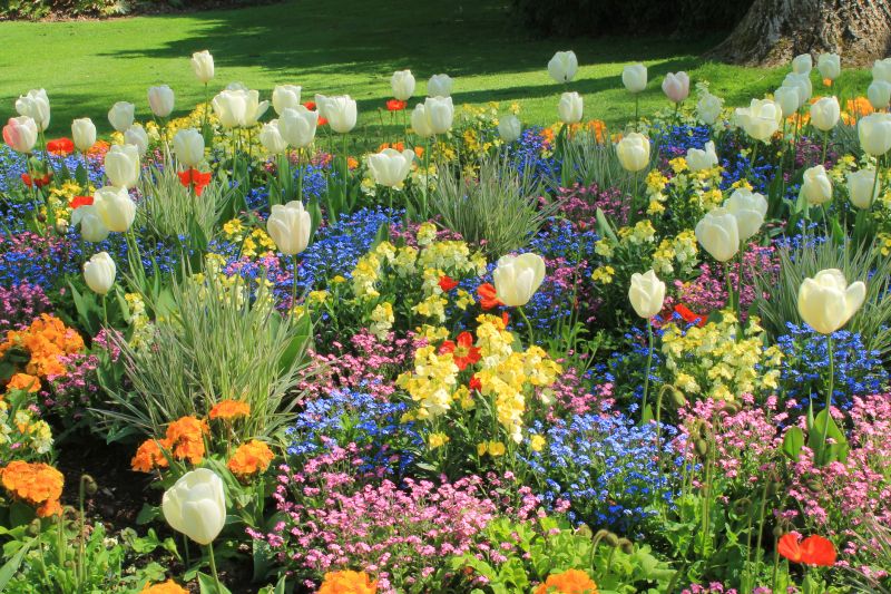 Chrysanthemum Flower Bed