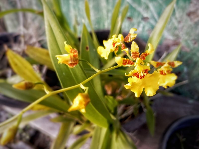 Close-up of Chrysanthemum Flowers