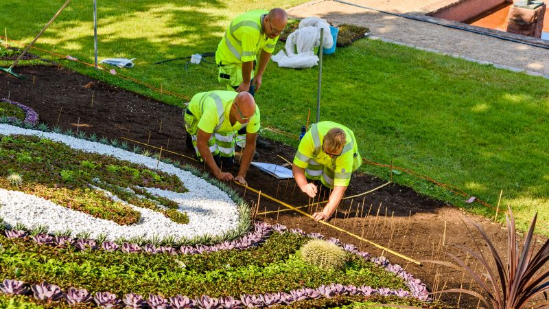 Chrysanthemum Planting