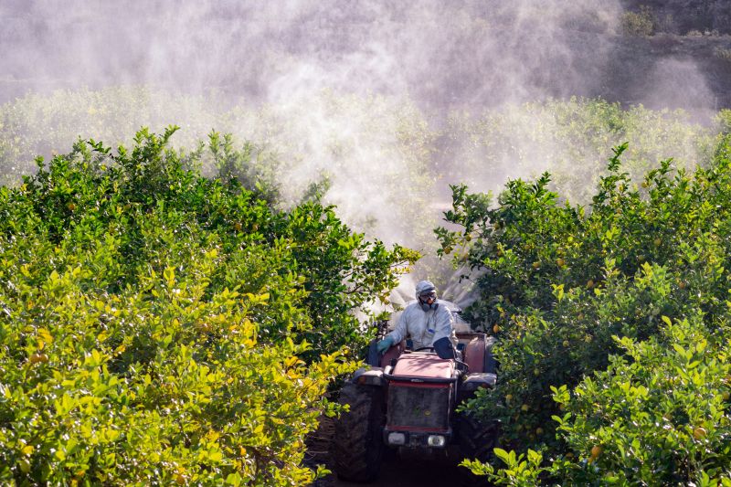 Chrysanthemum Planting