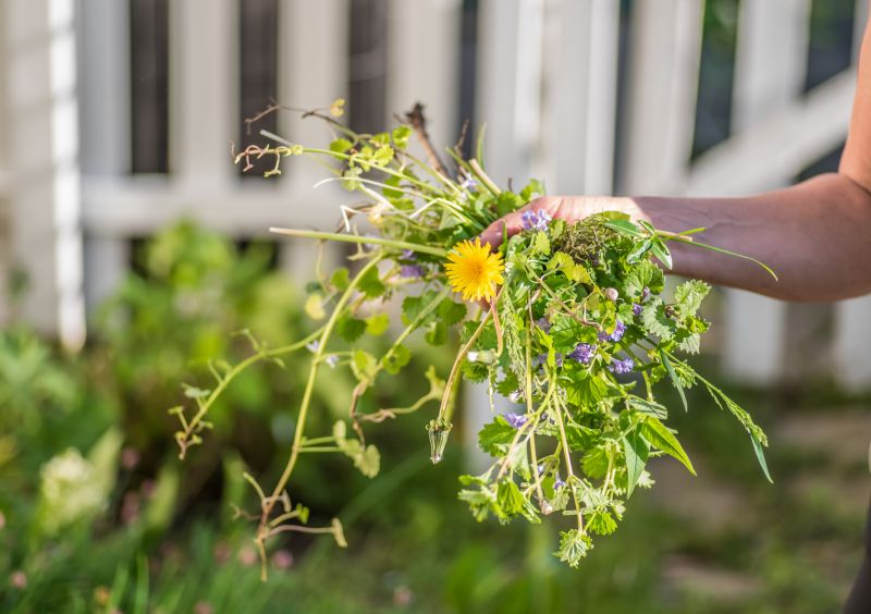 Products For Chrysanthemum Plantings in use