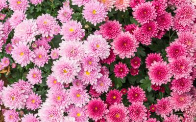 Colorful Flowers!