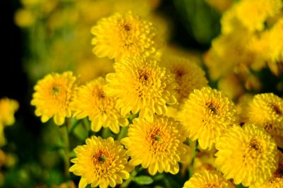 Low Maintenance Flowers!