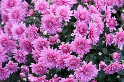 Versatile Flowers!